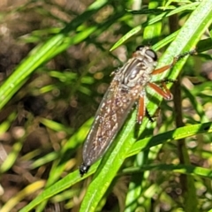 Zosteria sp. (genus) at Molonglo Valley, ACT - 1 Jan 2022