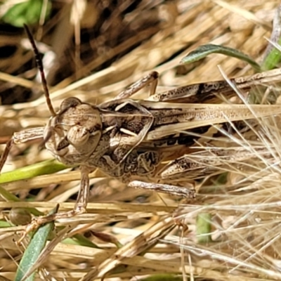 Oedaleus australis (Australian Oedaleus) at Molonglo Valley, ACT - 1 Jan 2022 by tpreston