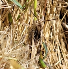 Oedaleus australis at Molonglo Valley, ACT - 1 Jan 2022