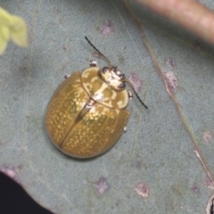 Paropsisterna cloelia (Eucalyptus variegated beetle) at Bruce, ACT - 31 Dec 2021 by AlisonMilton