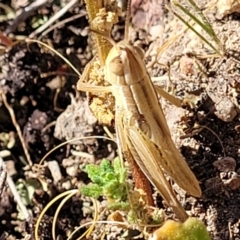 Macrotona australis (Common Macrotona Grasshopper) at Molonglo Valley, ACT - 1 Jan 2022 by tpreston