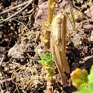 Macrotona australis at Molonglo Valley, ACT - 1 Jan 2022