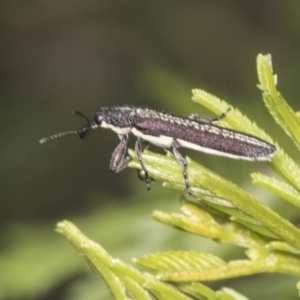 Rhinotia sp. (genus) at Bruce, ACT - 31 Dec 2021