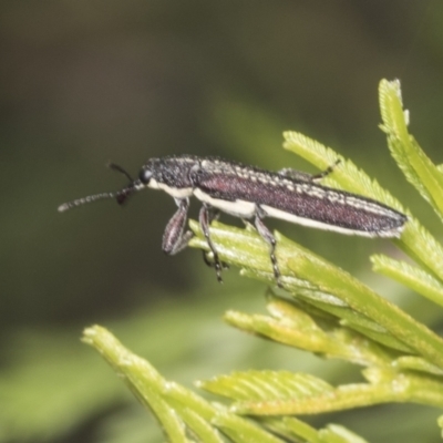 Rhinotia sp. (genus) (Unidentified Rhinotia weevil) at Bruce, ACT - 30 Dec 2021 by AlisonMilton