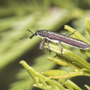 Rhinotia sp. (genus) at Bruce, ACT - 31 Dec 2021