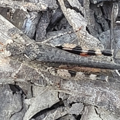 Pycnostictus seriatus (Common Bandwing) at Molonglo Valley, ACT - 1 Jan 2022 by trevorpreston