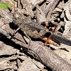 Pycnostictus seriatus at Molonglo Valley, ACT - 1 Jan 2022