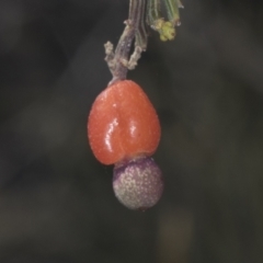 Exocarpos cupressiformis (Cherry Ballart) at Bruce, ACT - 30 Dec 2021 by AlisonMilton