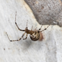 Theridiidae (family) (Comb-footed spider) at Bruce Ridge to Gossan Hill - 30 Dec 2021 by AlisonMilton