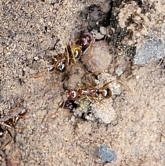 Aphaenogaster longiceps (Funnel ant) at Stromlo, ACT - 1 Jan 2022 by tpreston