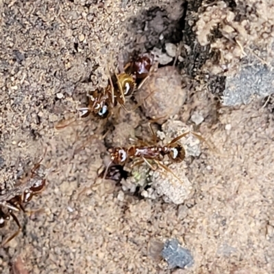 Aphaenogaster longiceps (Funnel ant) at Stromlo, ACT - 1 Jan 2022 by tpreston