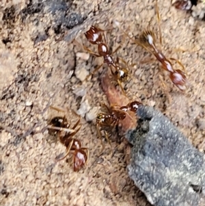 Aphaenogaster longiceps at Stromlo, ACT - 1 Jan 2022 11:23 AM