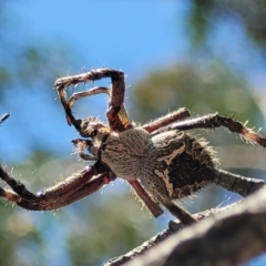 Backobourkia sp. (genus) (An orb weaver) at Stromlo, ACT - 1 Jan 2022 by tpreston