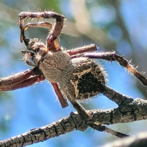 Backobourkia (genus) at Stromlo, ACT - 1 Jan 2022 11:25 AM