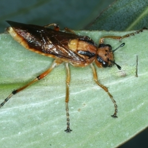 Pseudoperga lewisii at Tennent, ACT - 29 Dec 2021