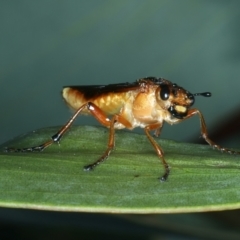 Pseudoperga lewisii at Tennent, ACT - 29 Dec 2021