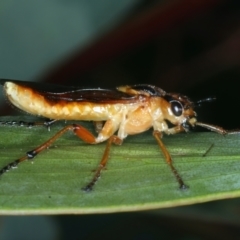 Pseudoperga lewisii at Tennent, ACT - 29 Dec 2021