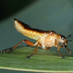 Pseudoperga lewisii at Tennent, ACT - 29 Dec 2021