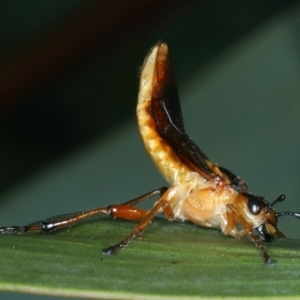 Pseudoperga lewisii at Tennent, ACT - 29 Dec 2021