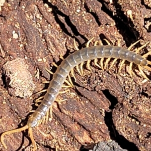 Scolopendra sp. (genus) at Stromlo, ACT - 1 Jan 2022 11:27 AM