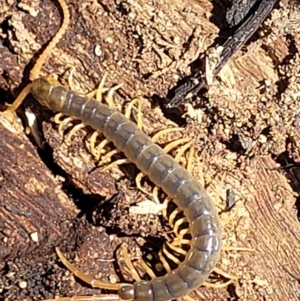 Scolopendra sp. (genus) at Stromlo, ACT - 1 Jan 2022 11:27 AM