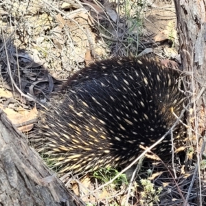 Tachyglossus aculeatus at Stromlo, ACT - 1 Jan 2022 11:30 AM