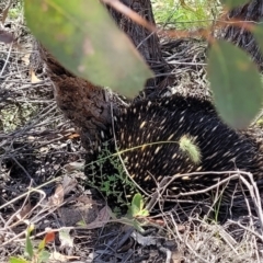 Tachyglossus aculeatus at Stromlo, ACT - 1 Jan 2022 11:30 AM