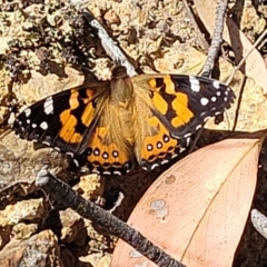 Vanessa kershawi (Australian Painted Lady) at Molonglo Valley, ACT - 1 Jan 2022 by tpreston