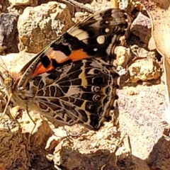 Vanessa kershawi at Molonglo Valley, ACT - 1 Jan 2022 11:37 AM