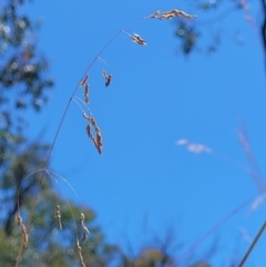 Poa sieberiana (Poa Tussock) at Molonglo Valley, ACT - 1 Jan 2022 by tpreston