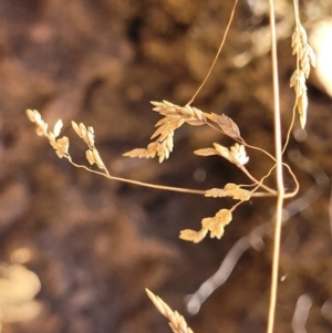 Poa sieberiana at Molonglo Valley, ACT - 1 Jan 2022