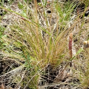 Poa sieberiana at Molonglo Valley, ACT - 1 Jan 2022