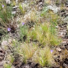 Poa sieberiana at Molonglo Valley, ACT - 1 Jan 2022