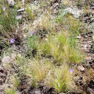 Poa sieberiana at Molonglo Valley, ACT - 1 Jan 2022