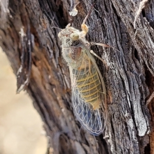 Atrapsalta furcilla at Denman Prospect 2 Estate Deferred Area (Block 12) - 1 Jan 2022 11:46 AM