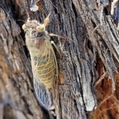 Atrapsalta furcilla at Denman Prospect 2 Estate Deferred Area (Block 12) - 1 Jan 2022