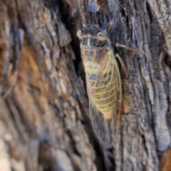 Atrapsalta furcilla at Denman Prospect 2 Estate Deferred Area (Block 12) - 1 Jan 2022 11:46 AM