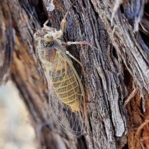 Atrapsalta furcilla at Denman Prospect 2 Estate Deferred Area (Block 12) - 1 Jan 2022