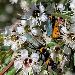 Chauliognathus lugubris at Stromlo, ACT - 1 Jan 2022