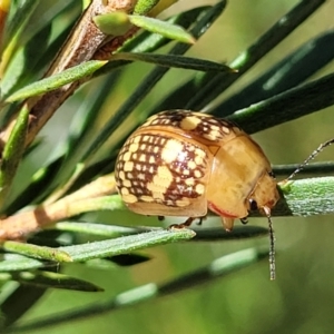 Paropsis pictipennis at Stromlo, ACT - 1 Jan 2022