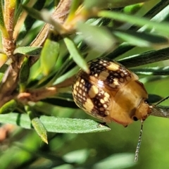 Paropsis pictipennis at Stromlo, ACT - 1 Jan 2022 11:53 AM