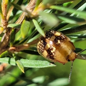 Paropsis pictipennis at Stromlo, ACT - 1 Jan 2022 11:53 AM