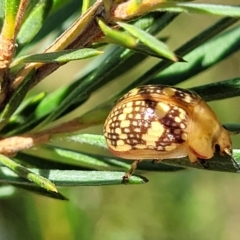 Paropsis pictipennis at Stromlo, ACT - 1 Jan 2022 11:53 AM