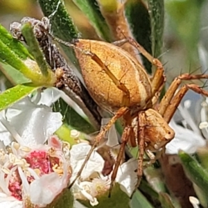 Oxyopes sp. (genus) at Stromlo, ACT - 1 Jan 2022 11:56 AM