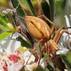 Oxyopes sp. (genus) at Stromlo, ACT - 1 Jan 2022 11:56 AM