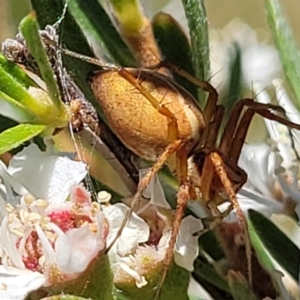 Oxyopes sp. (genus) at Stromlo, ACT - 1 Jan 2022 11:56 AM