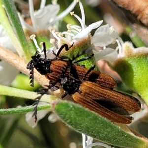 Porrostoma rhipidium at Stromlo, ACT - 1 Jan 2022