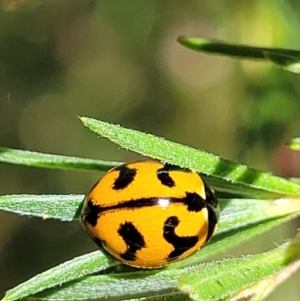 Coccinella transversalis at Stromlo, ACT - 1 Jan 2022