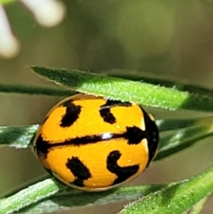 Coccinella transversalis at Stromlo, ACT - 1 Jan 2022 12:05 PM