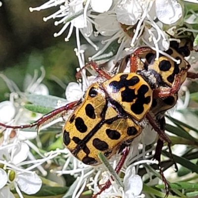 Neorrhina punctatum (Spotted flower chafer) at Stromlo, ACT - 1 Jan 2022 by trevorpreston